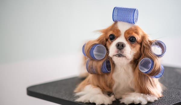 dog grooming myths