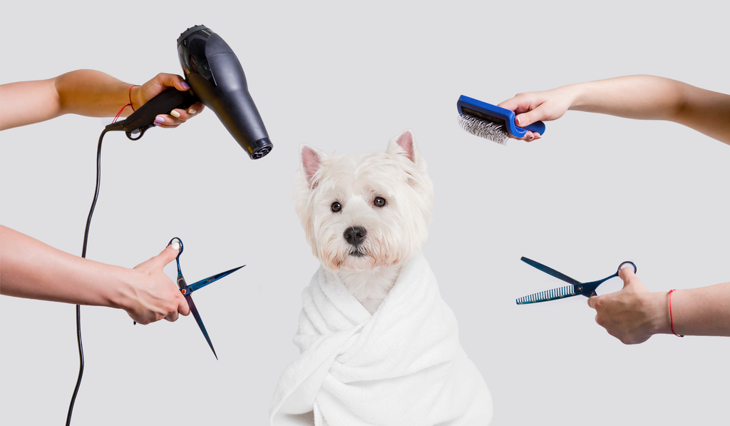 Essential Dog Grooming Tools for Beginners Doglyness