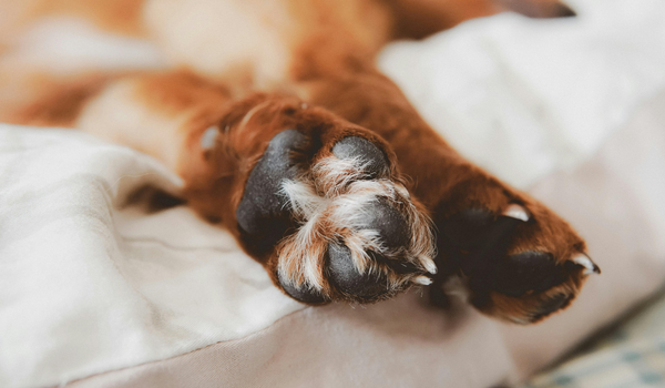 Understanding Dog Paw Anatomy and Care