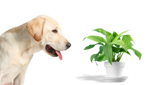 A Pet Owner’s Guide to Plants That Are Dangerous for Your Pets